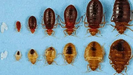 Клопы в ассортименте 