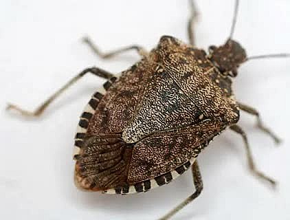 Орочанка Клоп